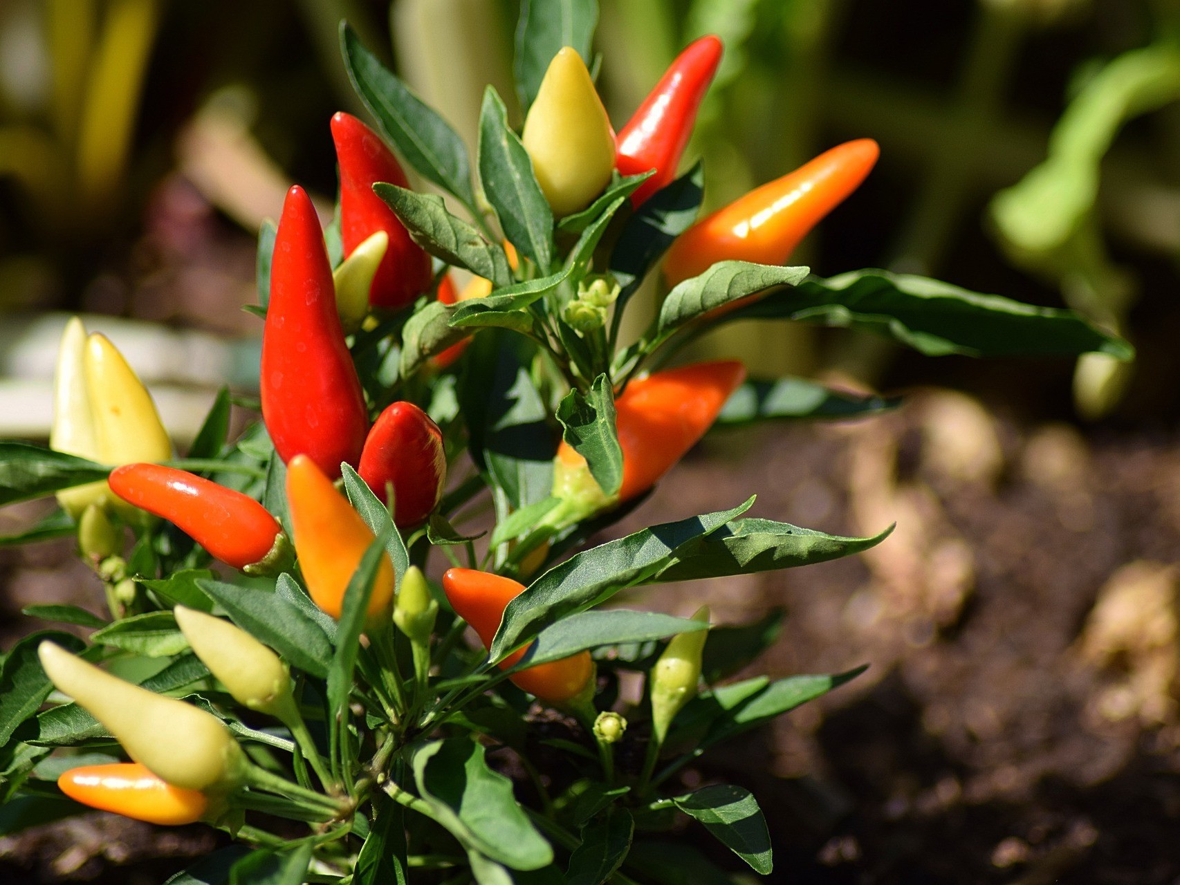 辣椒落花落果的原因，辣椒的施肥方法