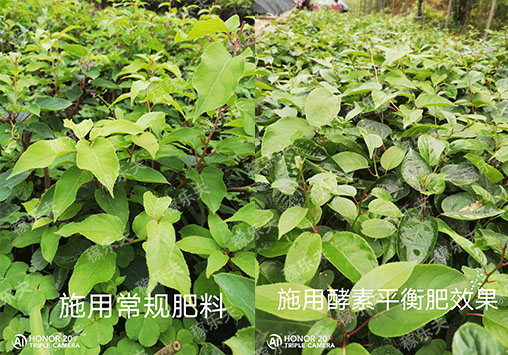 奇异莓上怎么施肥好?
