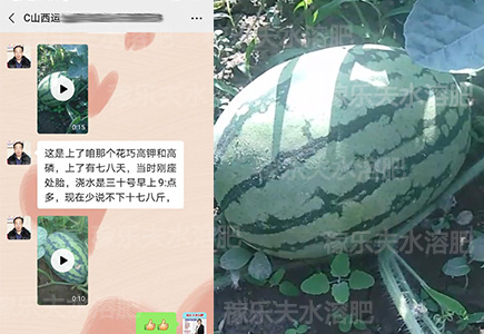 西瓜种植用什么水溶肥长势好?