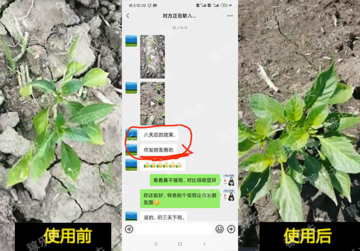 辣椒苗长势不好怎么办?辣椒用什么肥料能改善?
