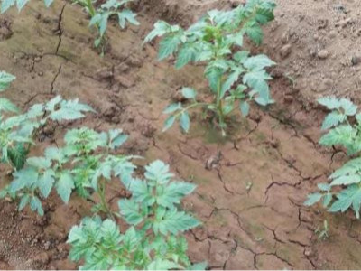 山东番茄种植户李经理——稼乐夫水溶肥客户案例