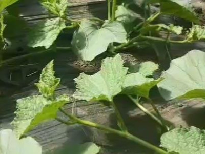 内蒙甜瓜种植户崔经理——稼乐夫水溶肥客户案例