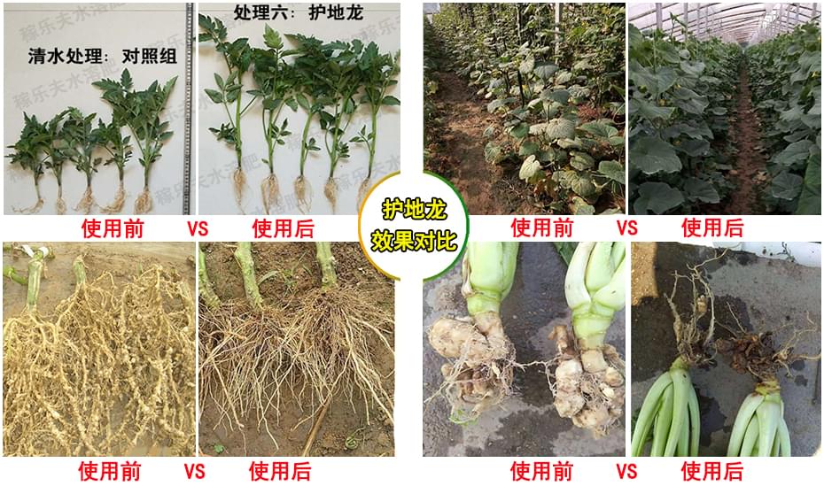 使用护地龙防根结线虫前后对比