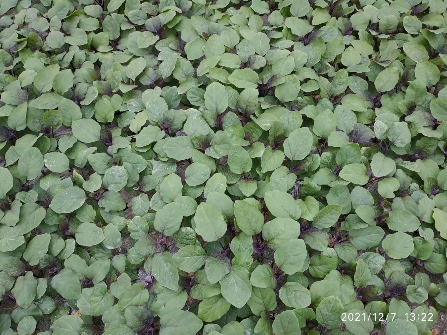 蔬菜育苗用什么肥料好？