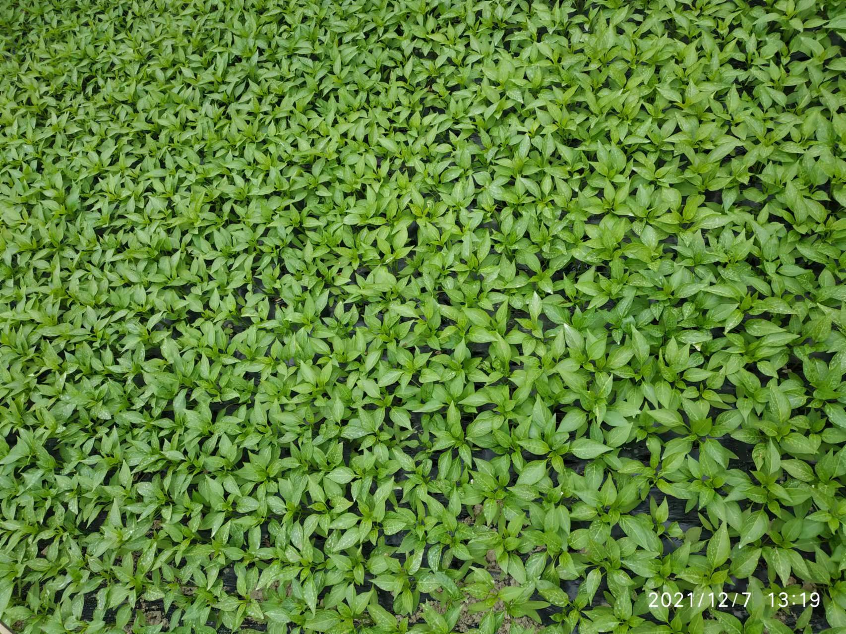 蔬菜小苗用什么肥料？