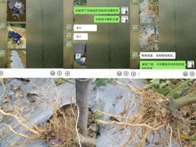 四川攀枝花番茄种植户李大哥——稼乐夫水溶肥客户案例