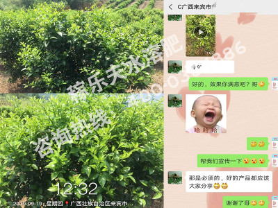 柑橘上使用什么微生物菌肥?