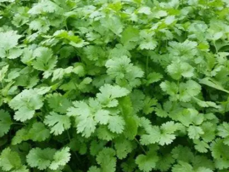 种植香菜如何追肥？种植香菜什么时候追肥效果好？