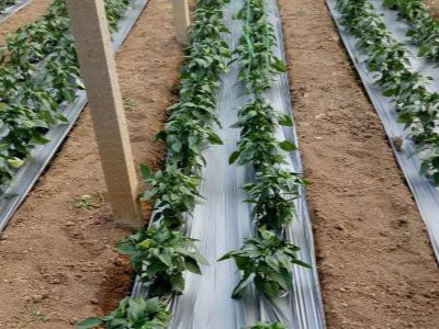 辣椒苗期施肥用什么肥料长势快?
