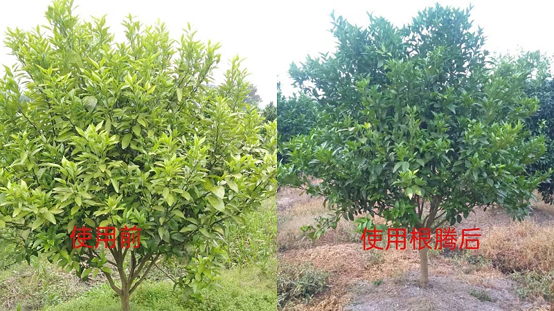 柑橘上使用根腾活菌爆根肥效果对比