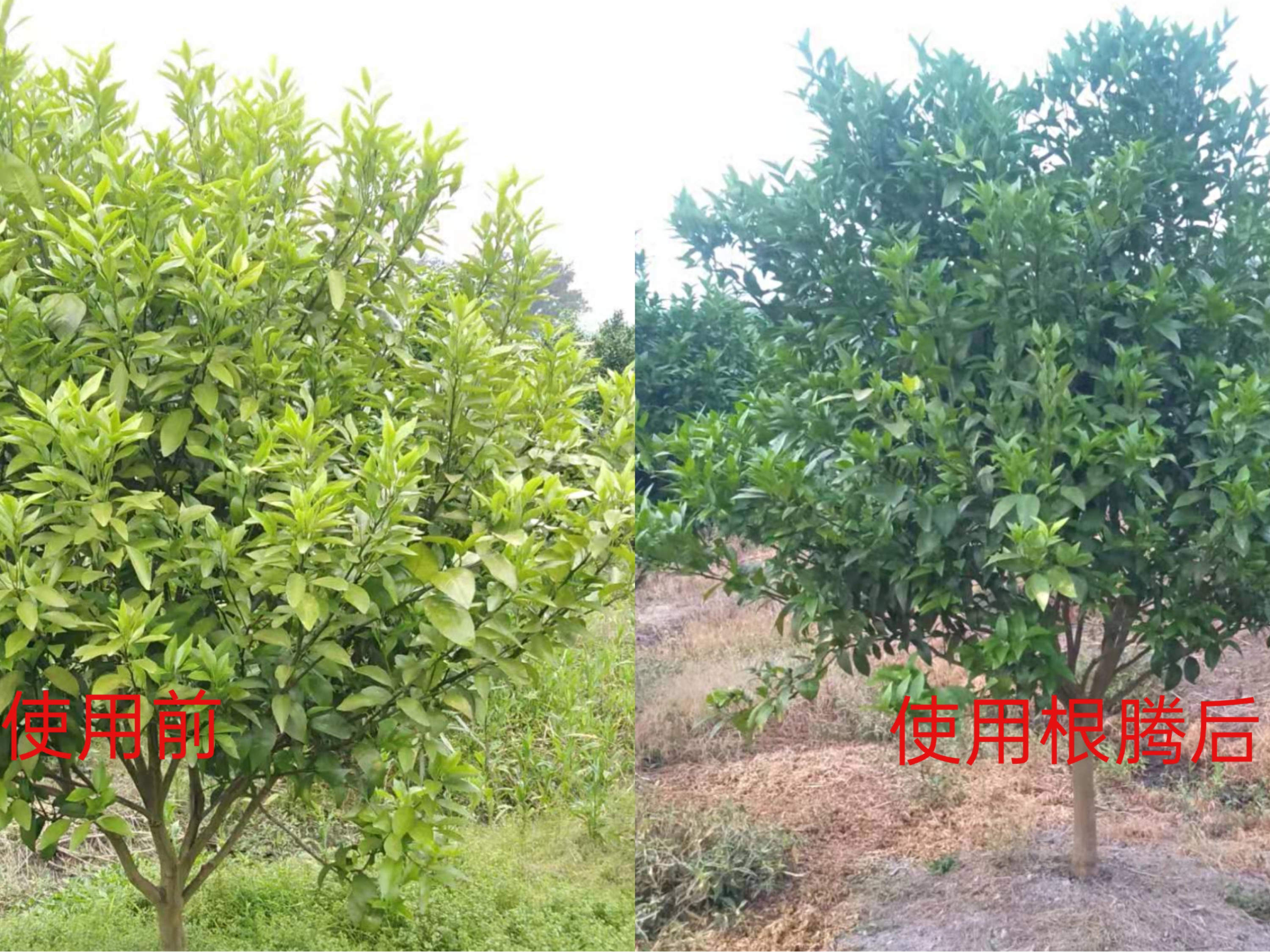 柑橘果树叶片发黄怎么办？