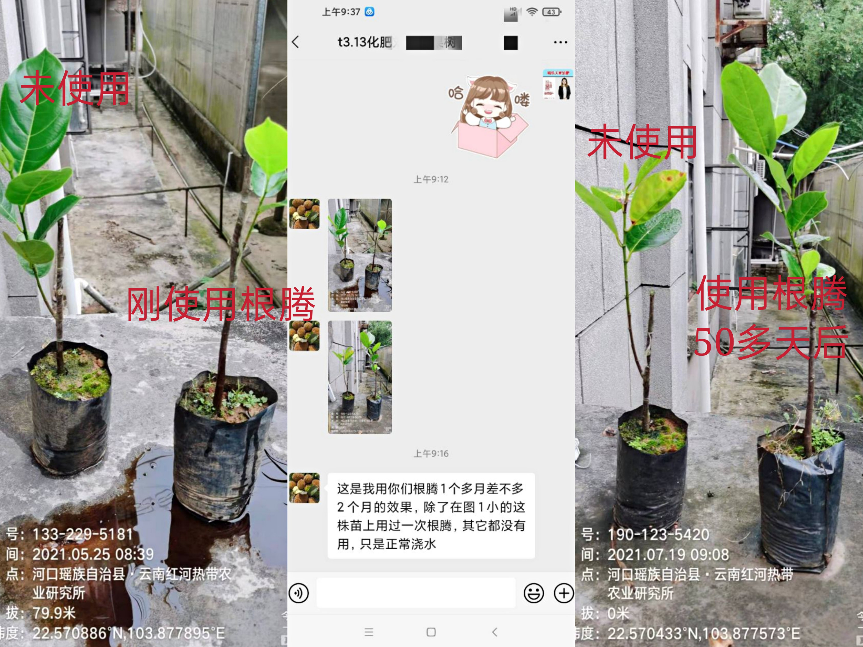 菠萝蜜种植过程中如何施肥能高产？