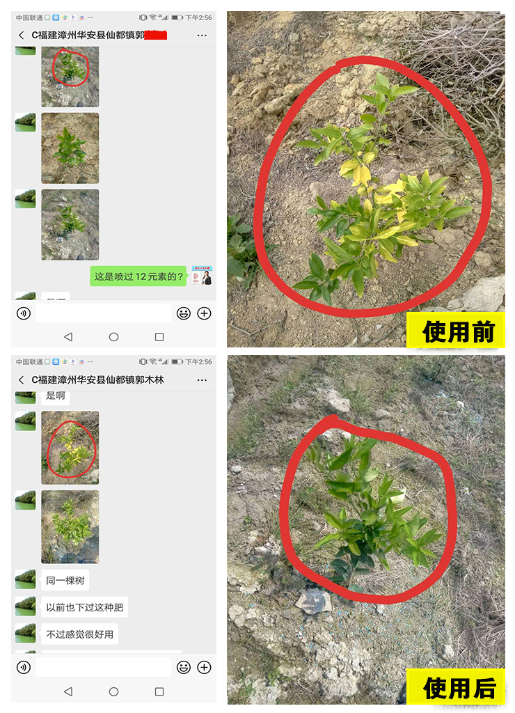 柑橘上使用12元素联盟效果对比