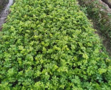 芹菜种植技术和种植时间，芹菜种植方法步骤