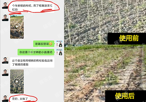 枸杞上使用稼乐夫肥料前后对比效果
