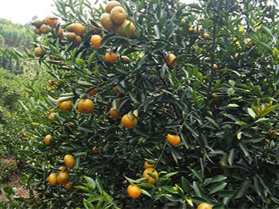 柑橘膨果转色期用什么叶面肥效果好?