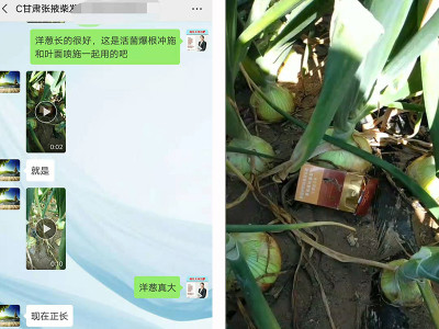 什么厂家的微生物肥料在洋葱上表现好?