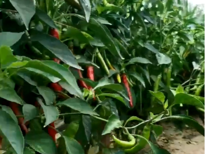 冬季大棚辣椒浇水施肥指南，避坑稳株促坐果