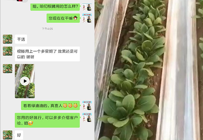 河北邢台蔬菜种植户孙姐