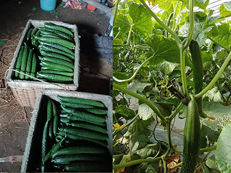 黄瓜怎么用肥？黄瓜上用什么肥料效果好？