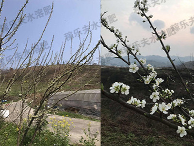 梨树开花期怎么用肥?