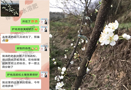 梨树上使用稼乐夫效果反馈
