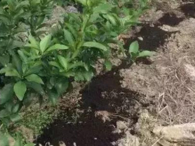 果树秋施基肥怎么施?