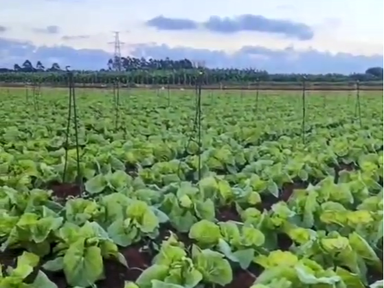 大白菜秋​季如何管理？