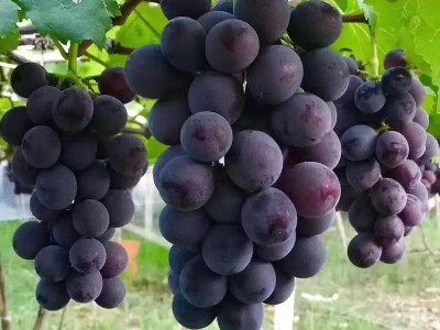 八月葡萄管理关键技术：抓住膨果与防害黄金期