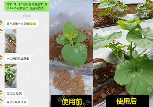 哈密瓜苗上施用稼乐夫根腾前后对比效果,稼乐夫微生物菌剂厂家