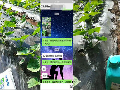 辽宁地区黄瓜上用生根肥哪家好?