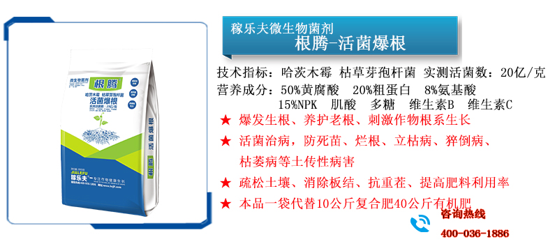 根腾活菌爆根