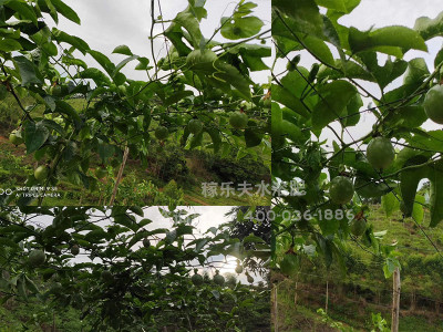 广西钦州百香果种植户劳经理——稼乐夫水溶肥客户案例