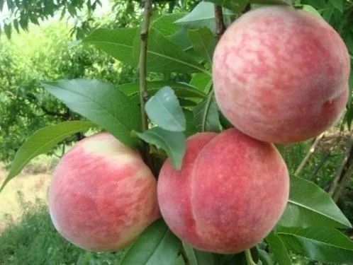 桃树​怎么施肥好？