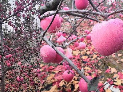 苹果上膨果肥哪家效果好?