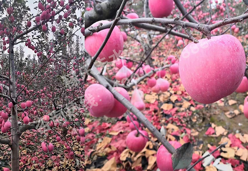 陕西渭南苹果种植户江经理