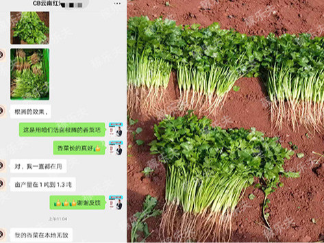香菜长得好选择什么厂家肥料好?