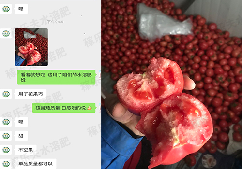 山西太谷县 王经理的番茄上使用液体花果巧反馈