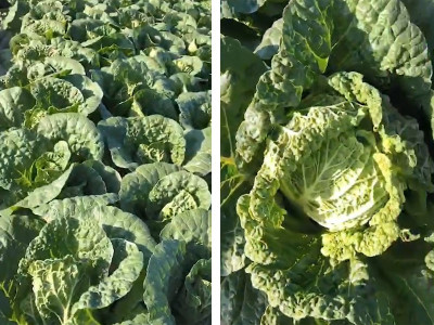白菜营养不良用什么水溶肥料好?
