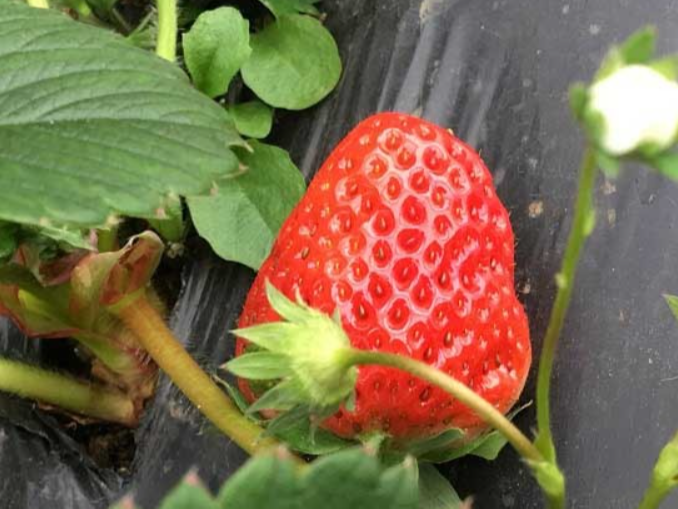 草莓冻害​如何预防？