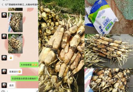 广西柳州莲藕种植户梁经理