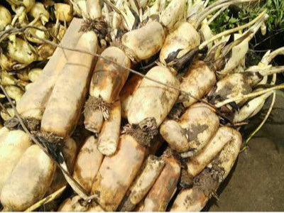 莲藕上用什么微生物菌肥效果好？