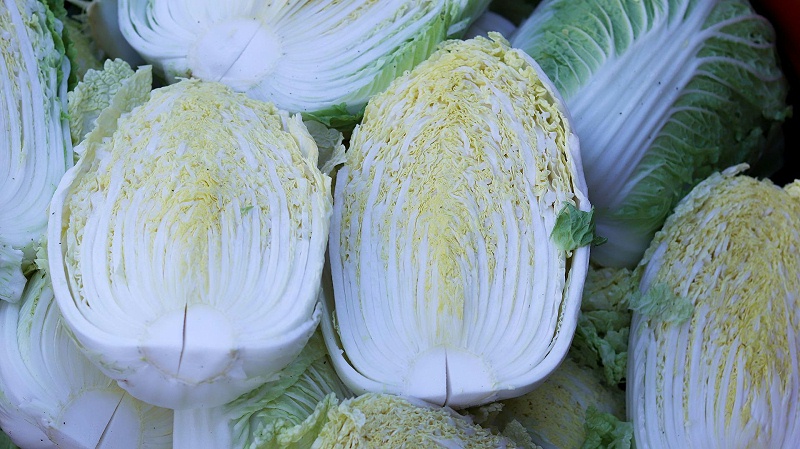 白菜使用稼乐夫水溶肥长势好