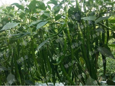 盛夏护椒指南：6招破解高温病难题!