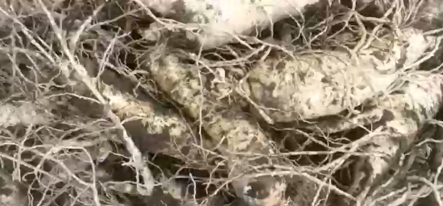 人参使用稼乐夫水溶肥长势好