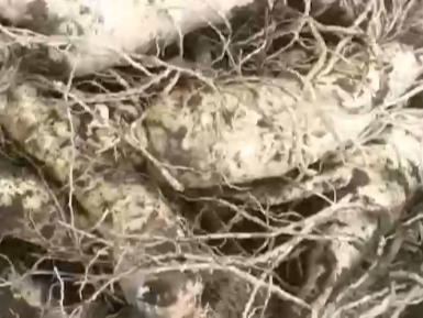 人参的种植技术，怎么种植人参可以提高产量