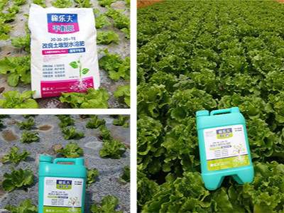 云南生菜种植户贺经理——稼乐夫水溶肥客户案例