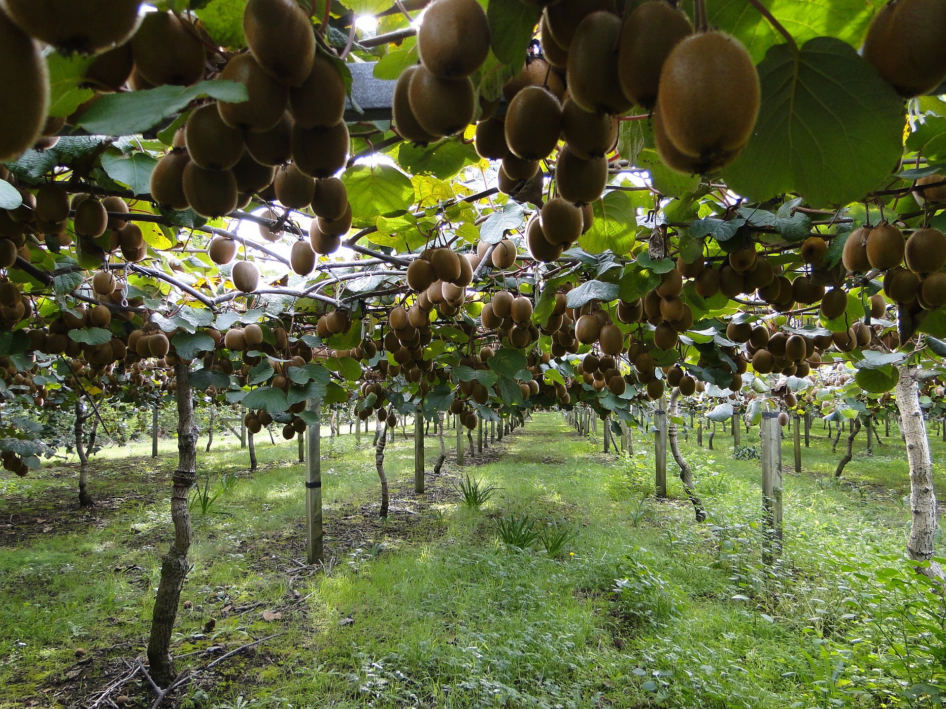 猕猴桃的需肥特点，猕猴桃怎么施肥能够提高产量
