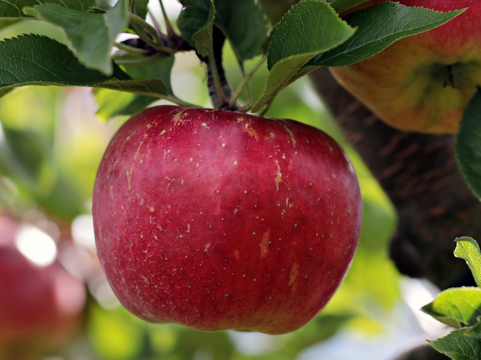 苹果缺钙的症状，苹果缺钙的防治措施