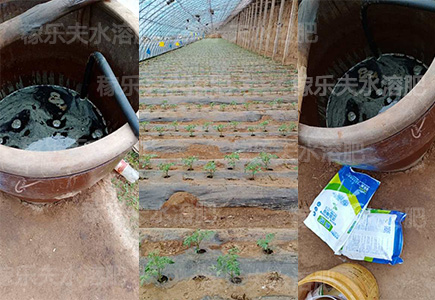 番茄苗施肥怎么施效果好?